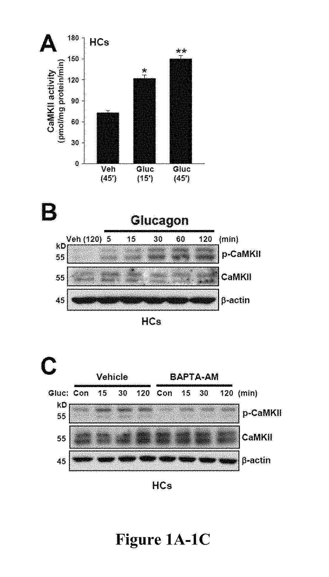 Method of treating a metabolic disorder induced by obesity in a subject in need thereof by administering MK2/3 inhibitors