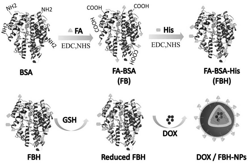 Folate receptor-mediated tumor internal environment-sensitive doxorubicin albumin nanoparticles and preparation method