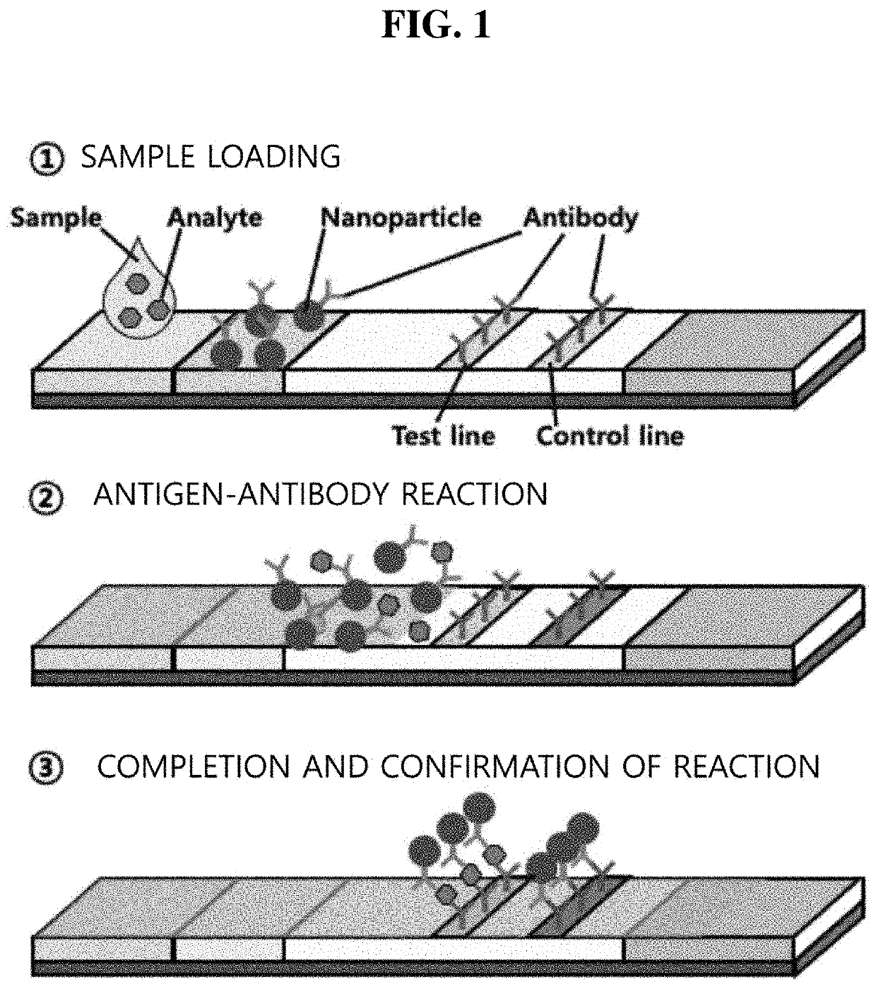 Conjugate for immunodetection based on lateral flow assay, and immunodetection method using same