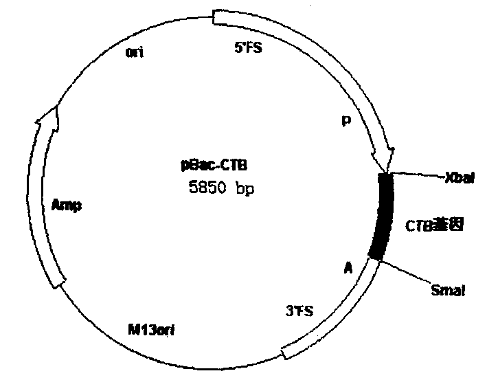 Preparation method of cholera toxin B sub unit