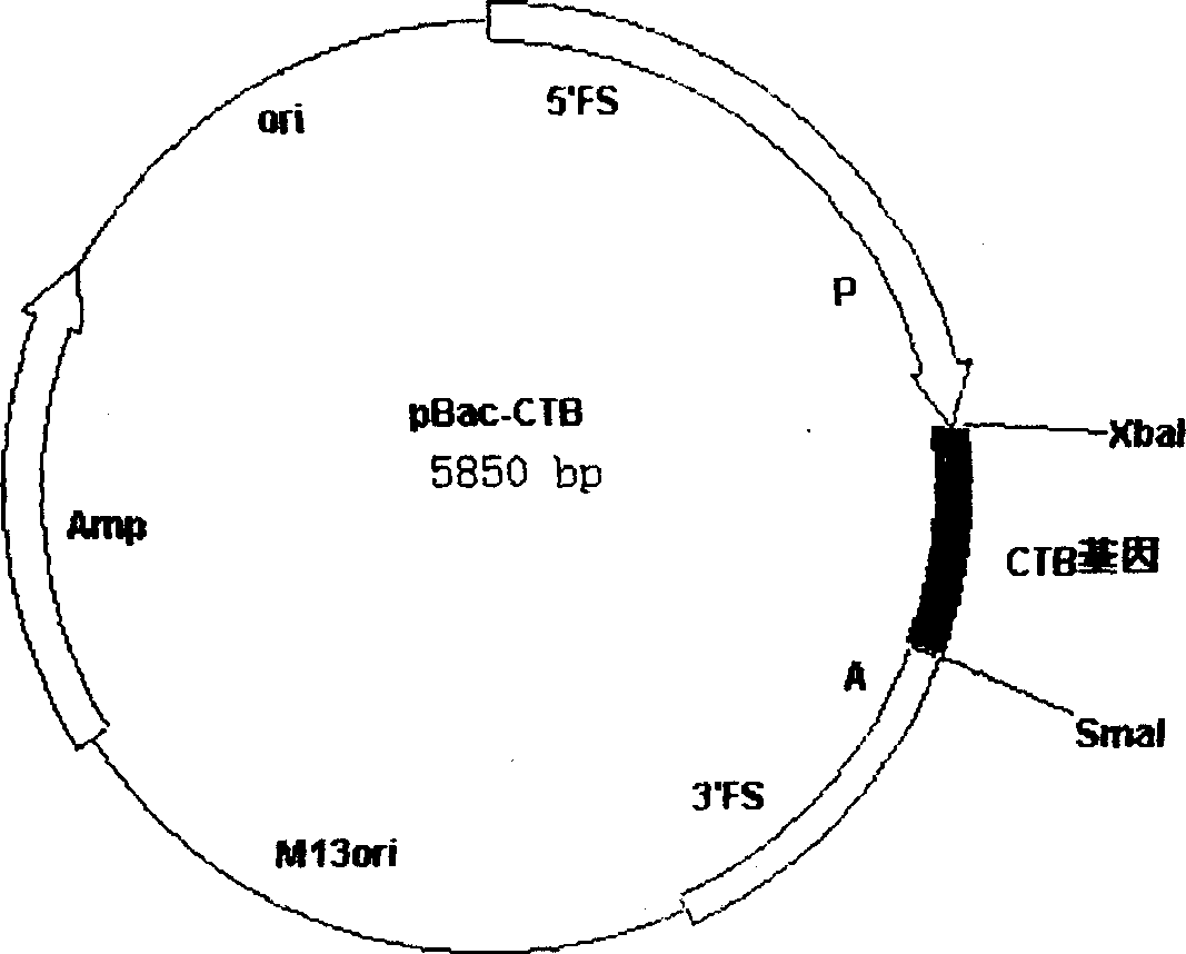 Preparation method of cholera toxin B sub unit