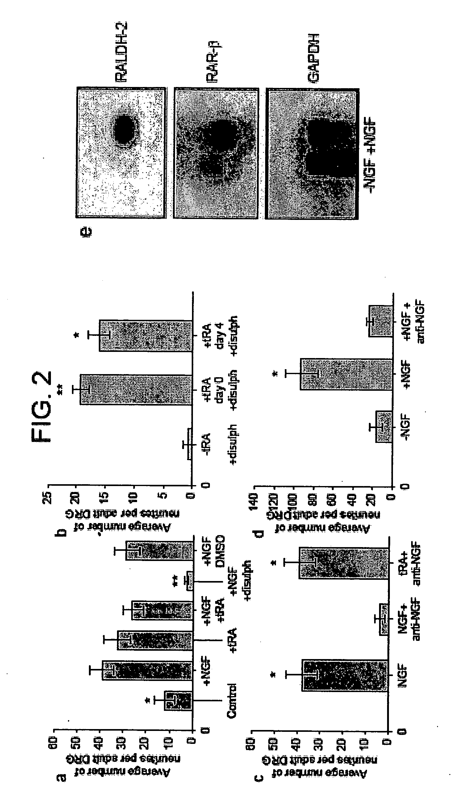 Retinoic acid receptor beta-2, its agonists, and gene therapy vectors for the treatment of neurological disorders