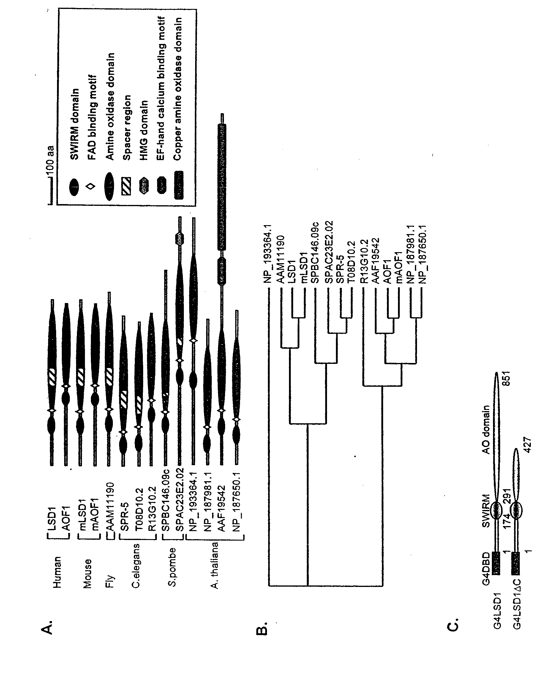 Histone Demethylation Mediated By The Nuclear Amine Oxidase Homolog LSD1