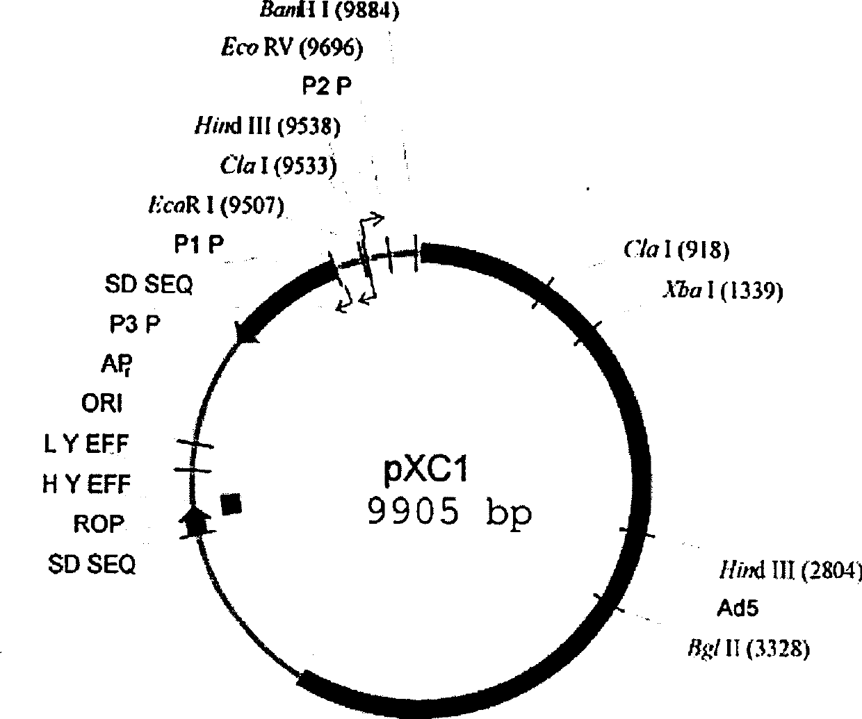 Use and constructing method for anticancer recombined gland virus with tumor cell PLK1 as target of medicine