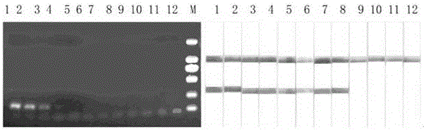 Test strip kit for detecting duck-derived materials in food and feed and application of test strip kit