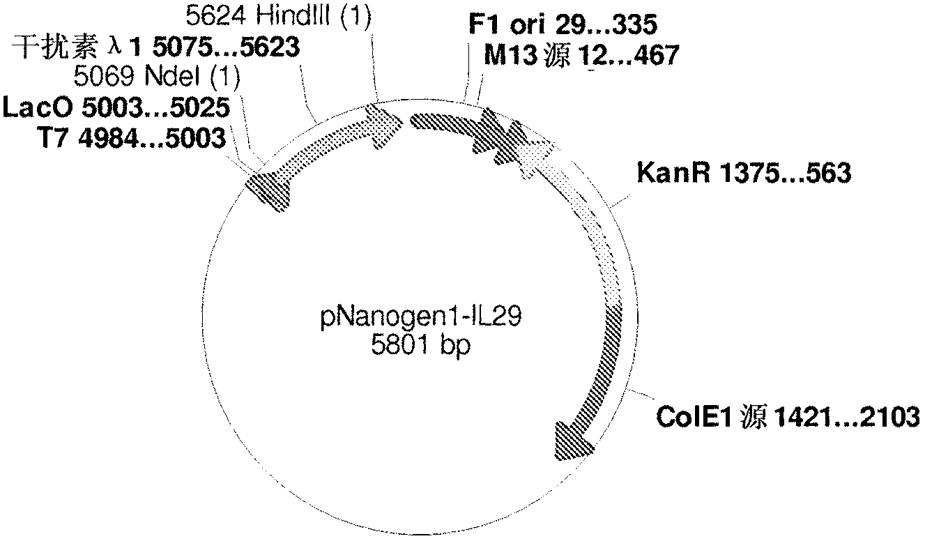 PEG-interferon lambda 1 conjugates