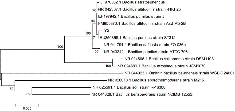 Bacillus pumilus capable of degrading atrazine efficiently