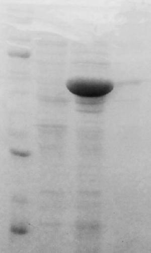 Monoamine oxidase from Aspergillus albicans and application thereof in chiral amine intermediate preparation