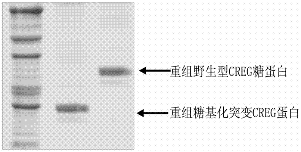 Medical appliance containing recombinant hCREG protein and preparation method of medical appliance