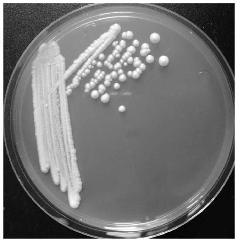 Low-yield isoamylol and high-yield beta-phenylethanol yeast, isolated culture method thereof and application of yeast