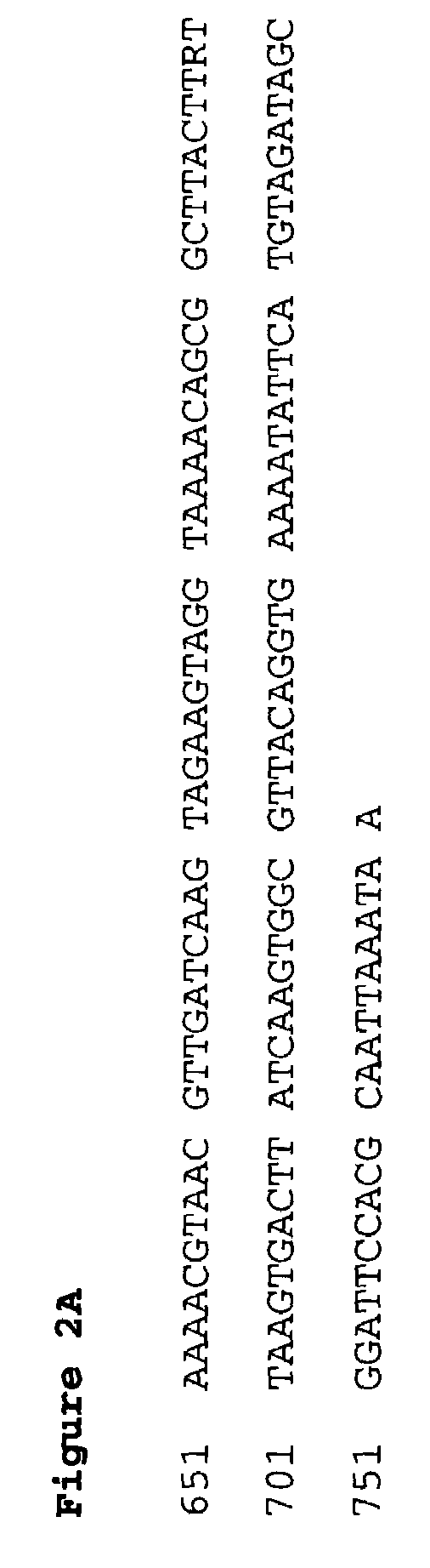 Polynucleotide encoding the enoyl-acyl carrier protein reductase of <i>Staphylococcus aureus</i>, FAB I