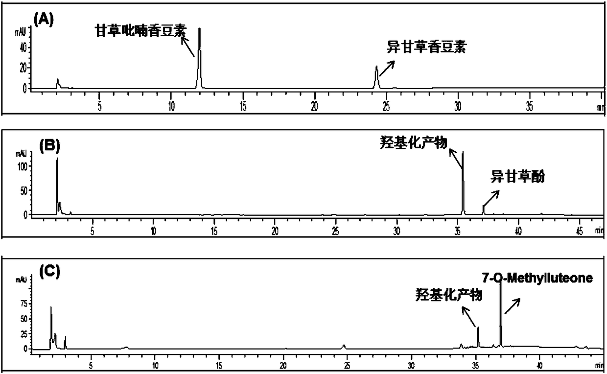 A Specific Probe Substrate for Cytochrome p450 2A6 Enzyme and Its Application