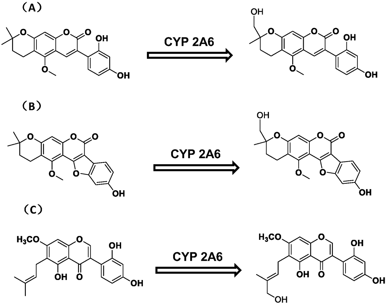 A Specific Probe Substrate for Cytochrome p450 2A6 Enzyme and Its Application