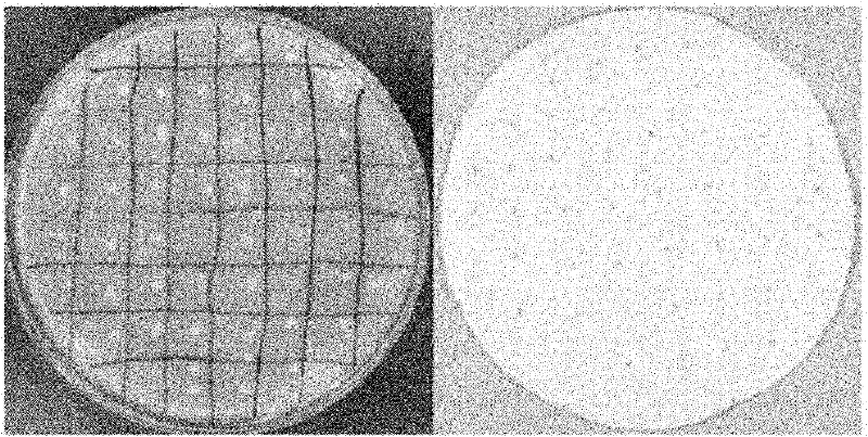 Gene of recombinant fungal immunomodulatory protein between ganodermas, protein coded thereby, and application thereof