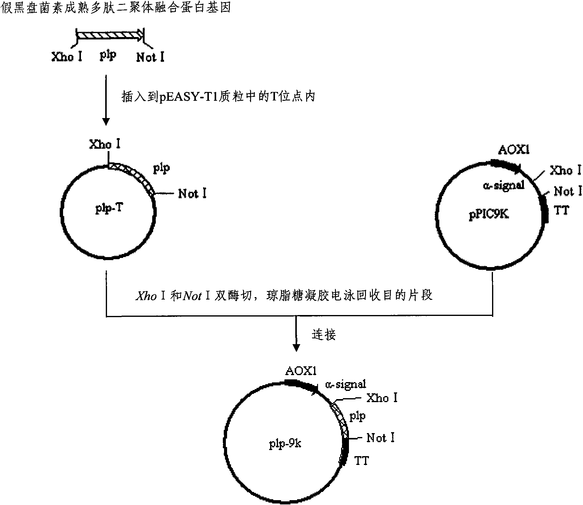 Plectasin mature polypeptide dimer fusion protein and preparation method thereof