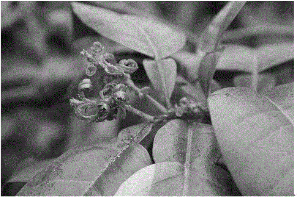 Method controlling citrus aphids with grass
