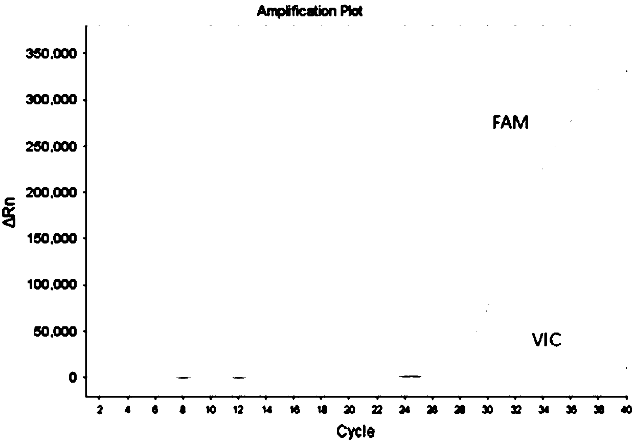 Rapid detection kit for gene polymorphism of CYP2C9 and/or VKORC1