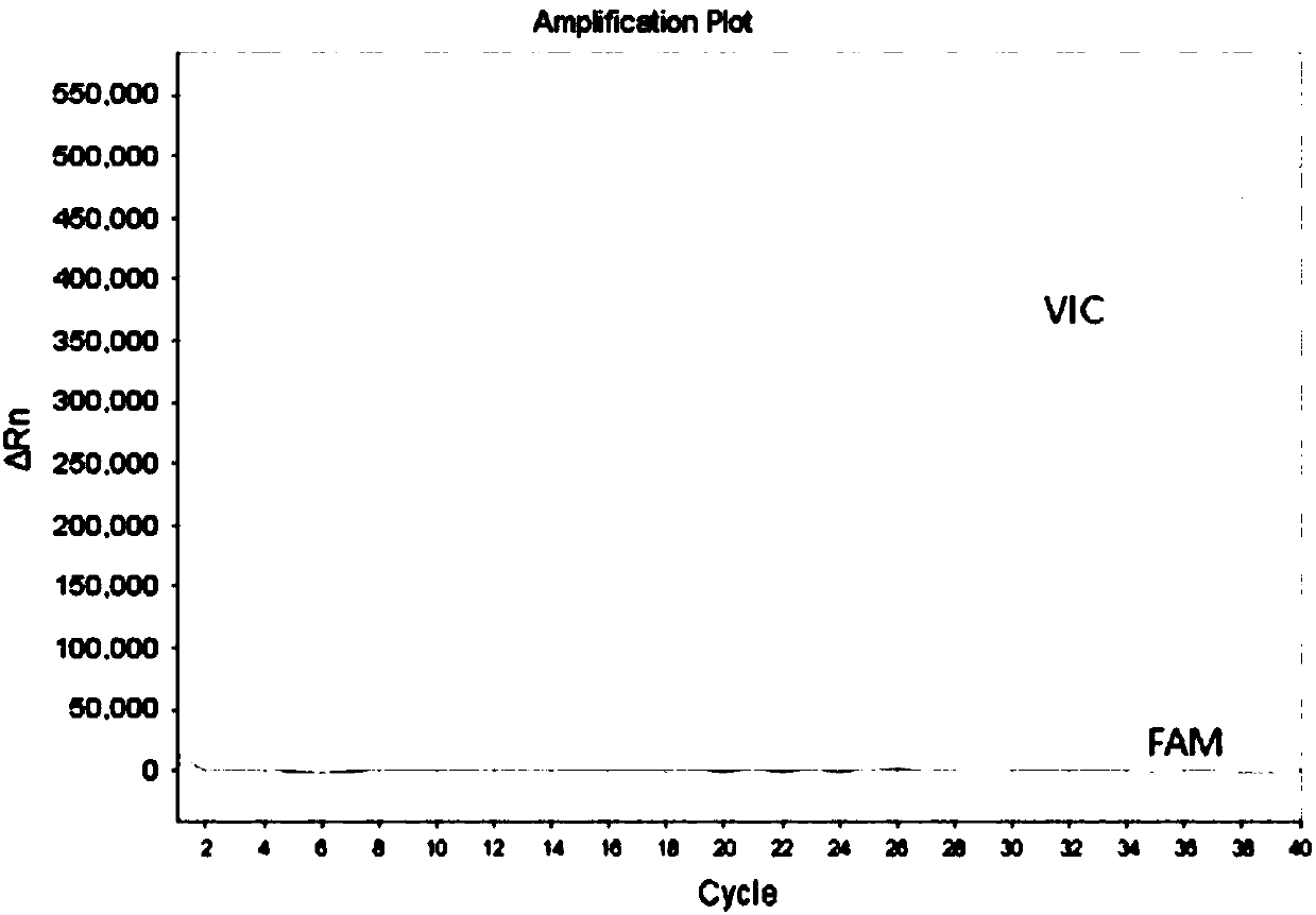 Rapid detection kit for gene polymorphism of CYP2C9 and/or VKORC1