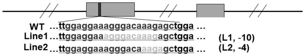 Establishment method of animal model of scoliosis