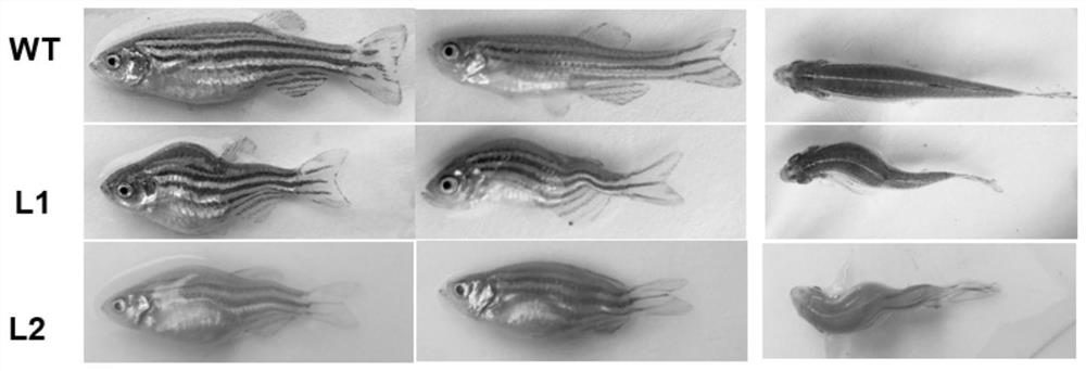 Establishment method of animal model of scoliosis