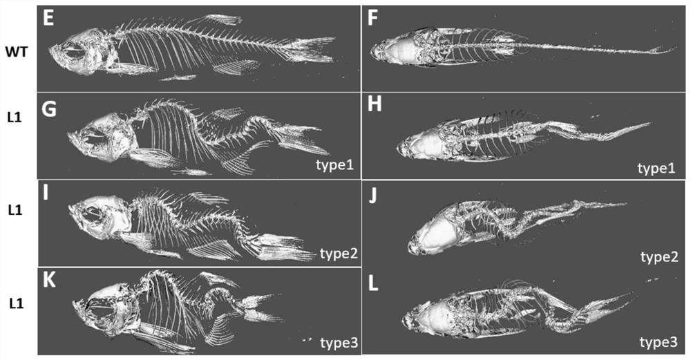 Establishment method of animal model of scoliosis