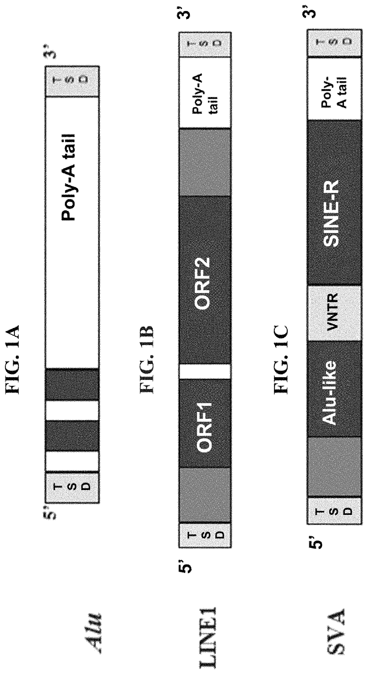 Method for genetic detection using interspersed genetic elements: a multiplexed DNA analysis system