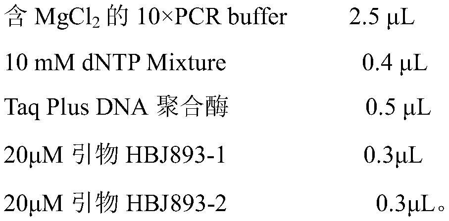 Hangzhou white chrysanthemum PCR identification kit and application thereof