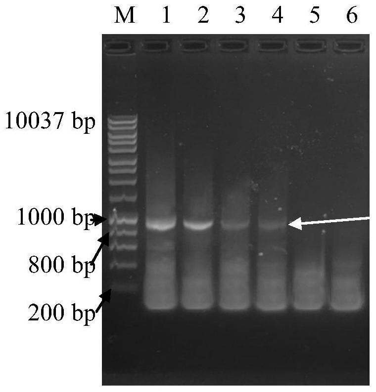 Hangzhou white chrysanthemum PCR identification kit and application thereof