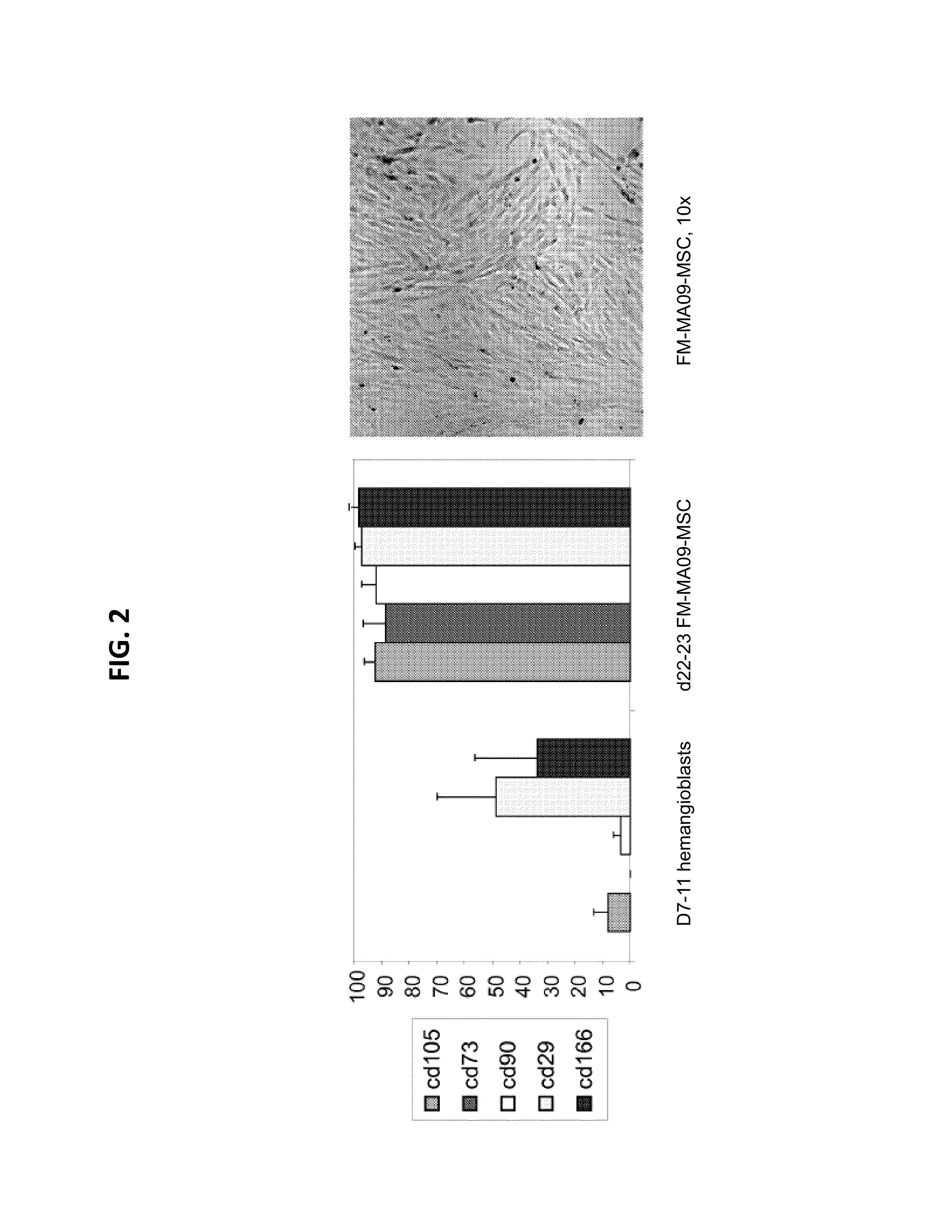 Mesenchymal stromal cells and uses related thereto