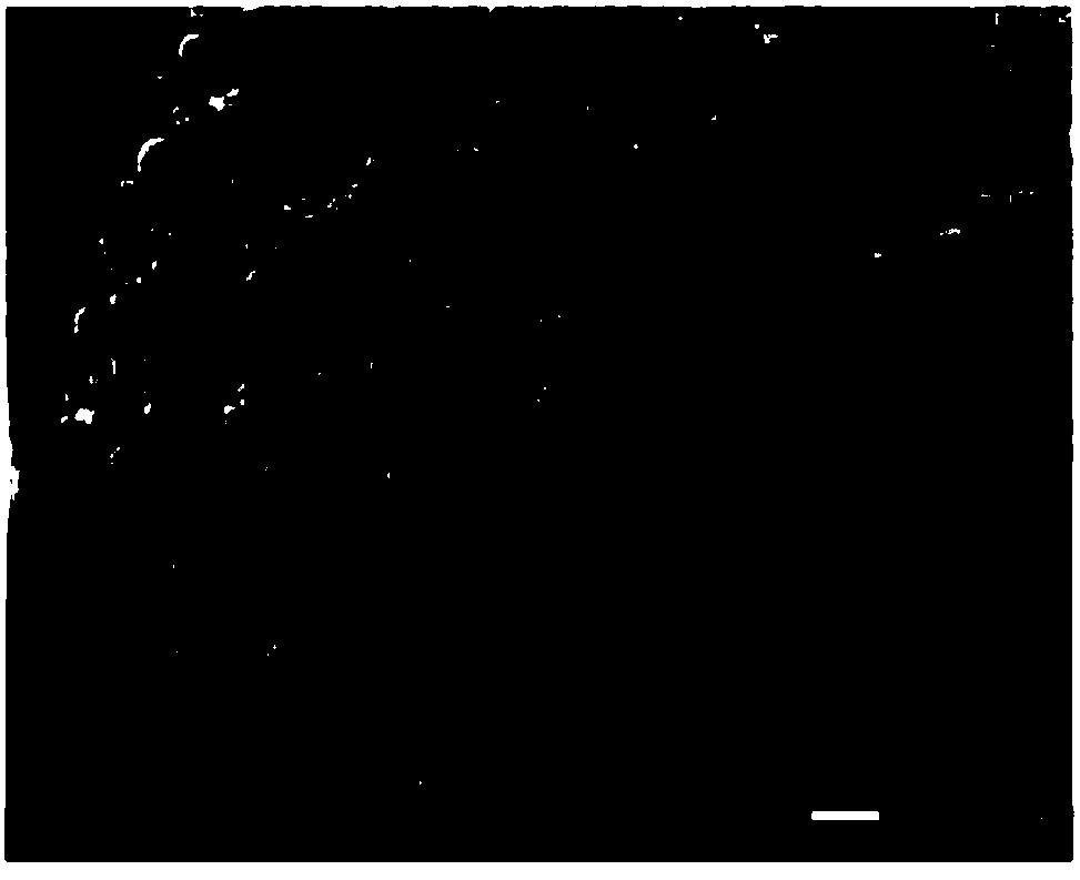 Method for preparing paper-base mesoporous carbon electrode material and method for preparing electrode