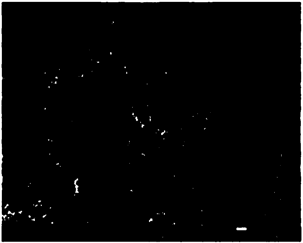 Method for preparing paper-base mesoporous carbon electrode material and method for preparing electrode