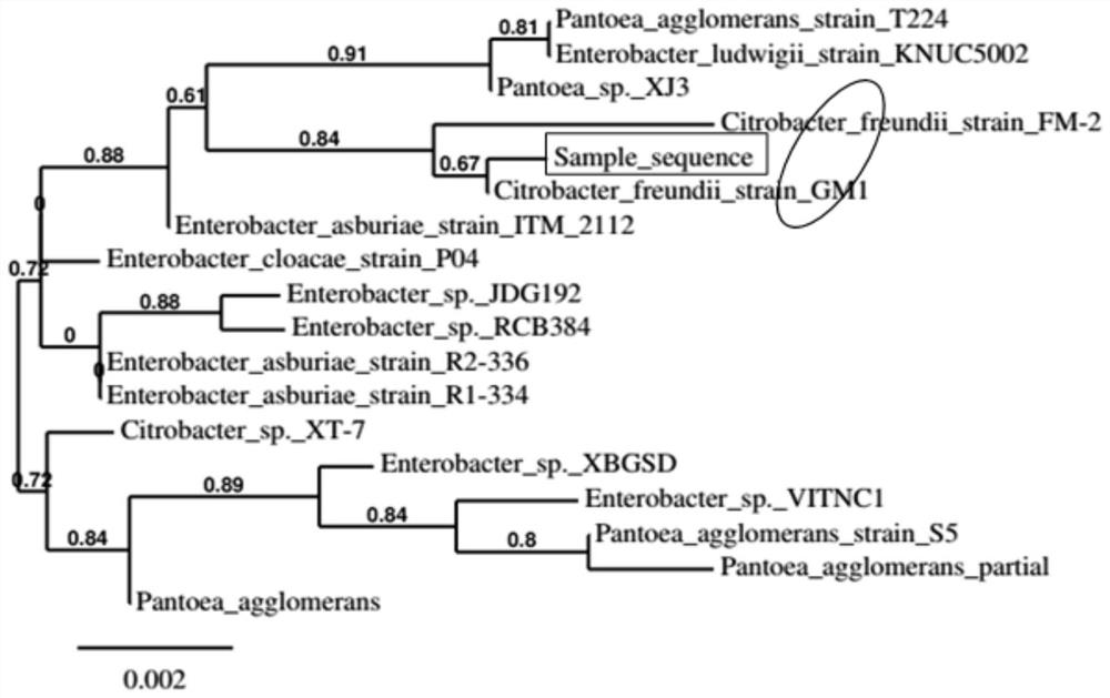 A kind of heterotrophic nitrifying aerobic denitrifying Citrobacter and its application