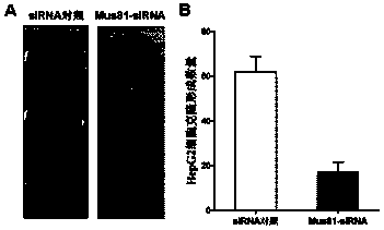 SiRNA for targeted inhibition of Mus81 gene expression, siRNA plasmid, interfering lentivirus and construction method and application thereof