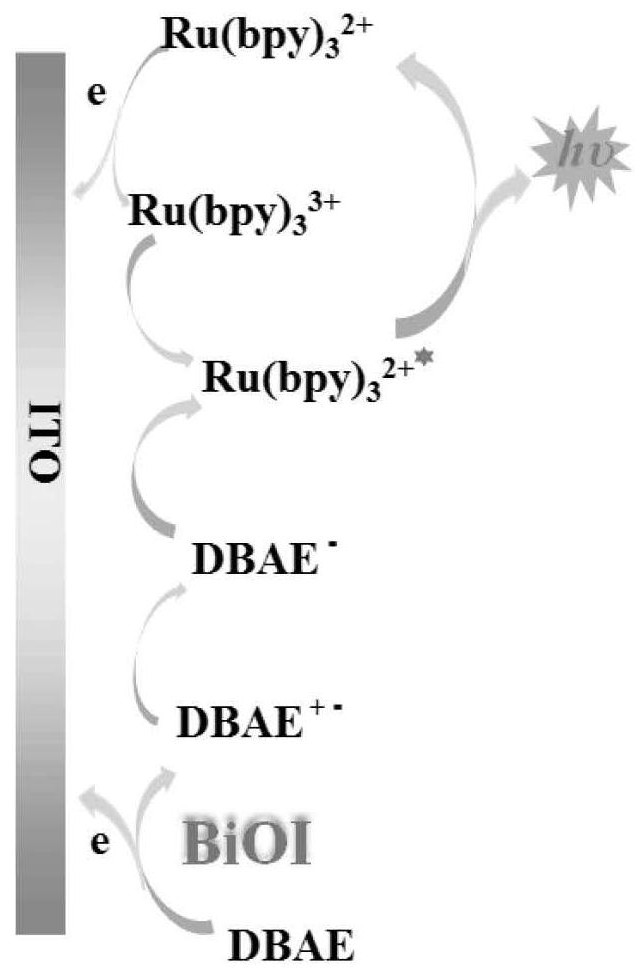 Construction method of visual electrochemical luminescence sensor based on ruthenium (II) coordination compound and application of visual electrochemical luminescence sensor in detection of OTA