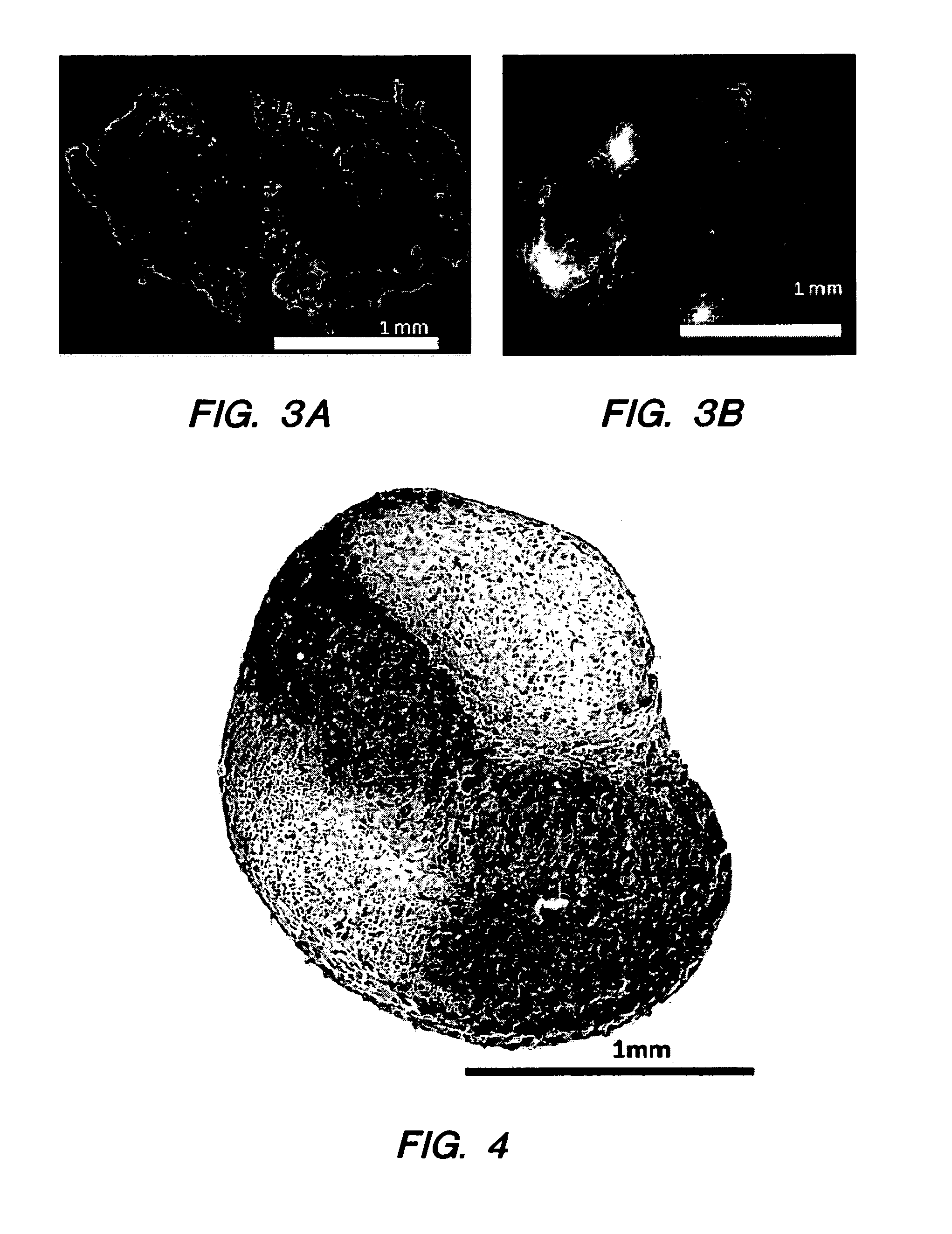 Compositions and Methods for Generating Musculoskeletal Tissue