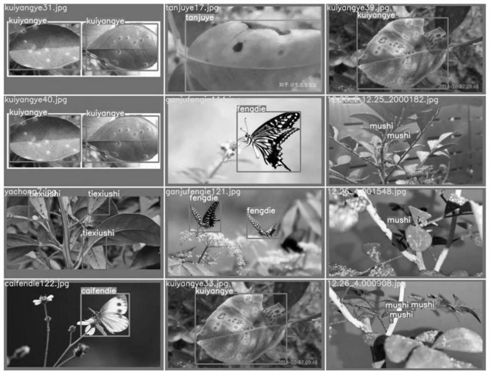Rapid identification method for grapefruit diseases and insect pests