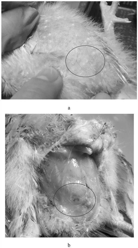 A method for measuring the black peritoneum phenotype and its application for chicken early selection