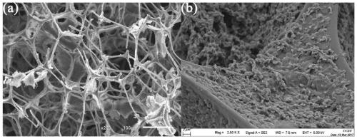 A preparation method of melamine foam oil-absorbing material with improved toughness