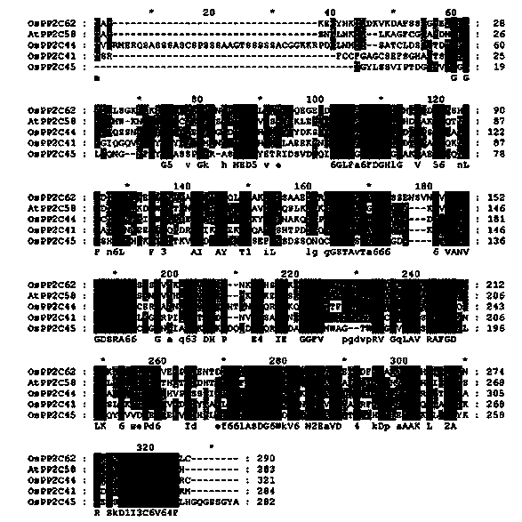 Rice stress resistance related gene OsPP2C44 and coded protein and application thereof