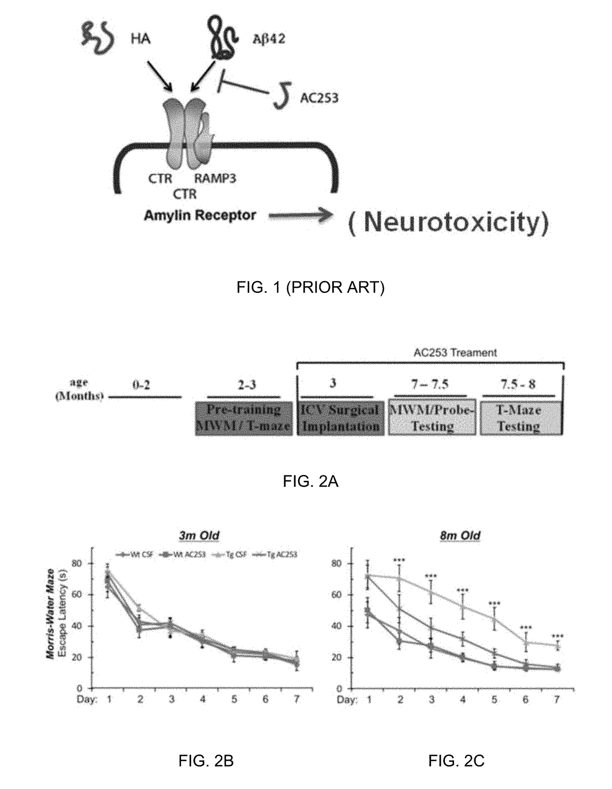 Brain penetrant amylin receptor based peptides for alzheimer's disease