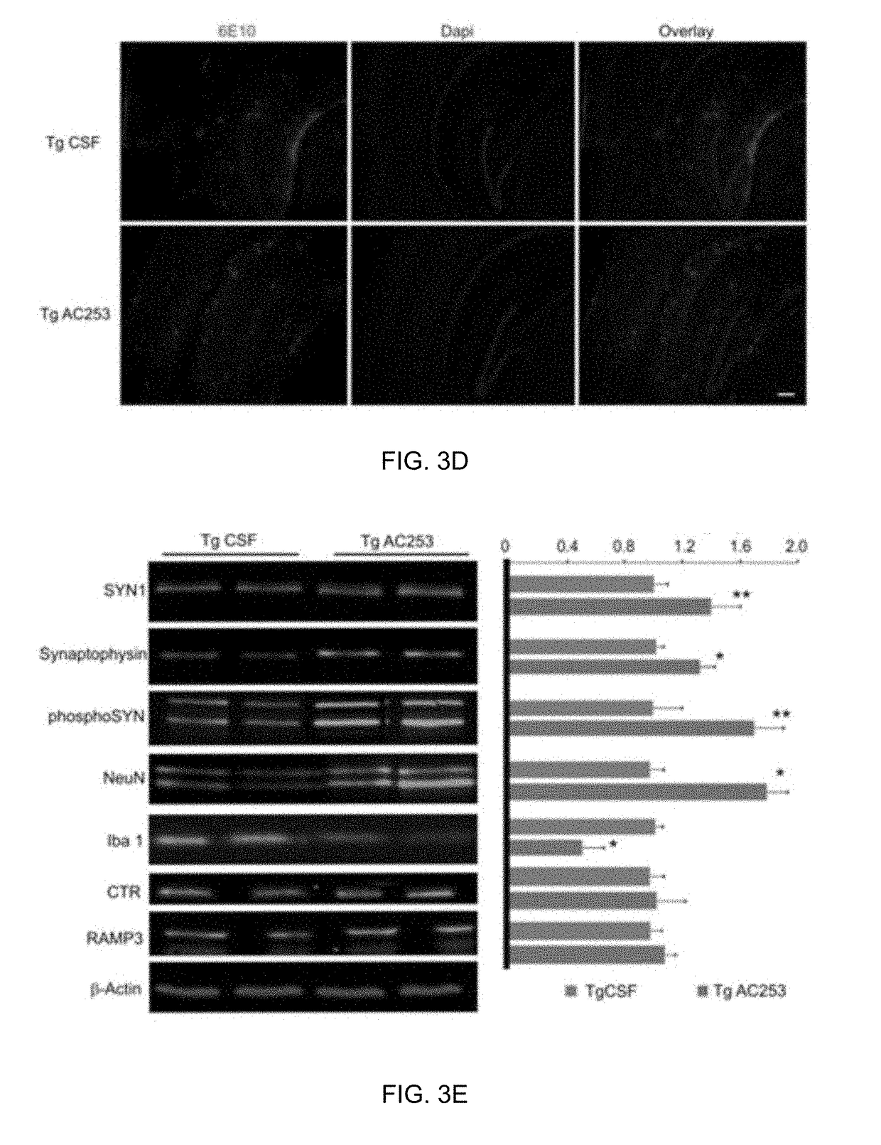 Brain penetrant amylin receptor based peptides for alzheimer's disease