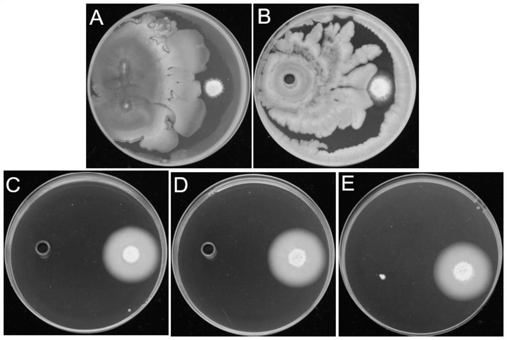 Endogenous Bacillus amyloliquefaciens in a rice leaf and its biological preparation and application