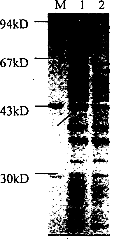 Pseudomonas Na+/H+ antiporter protein gene and its cloning process