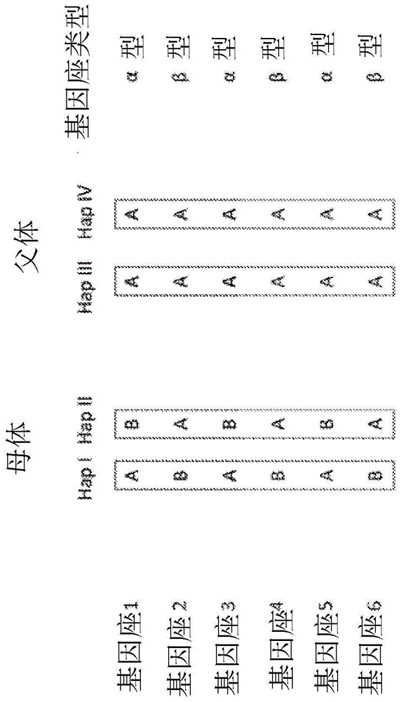 Determining fetal genomes for multiple fetus pregnancies