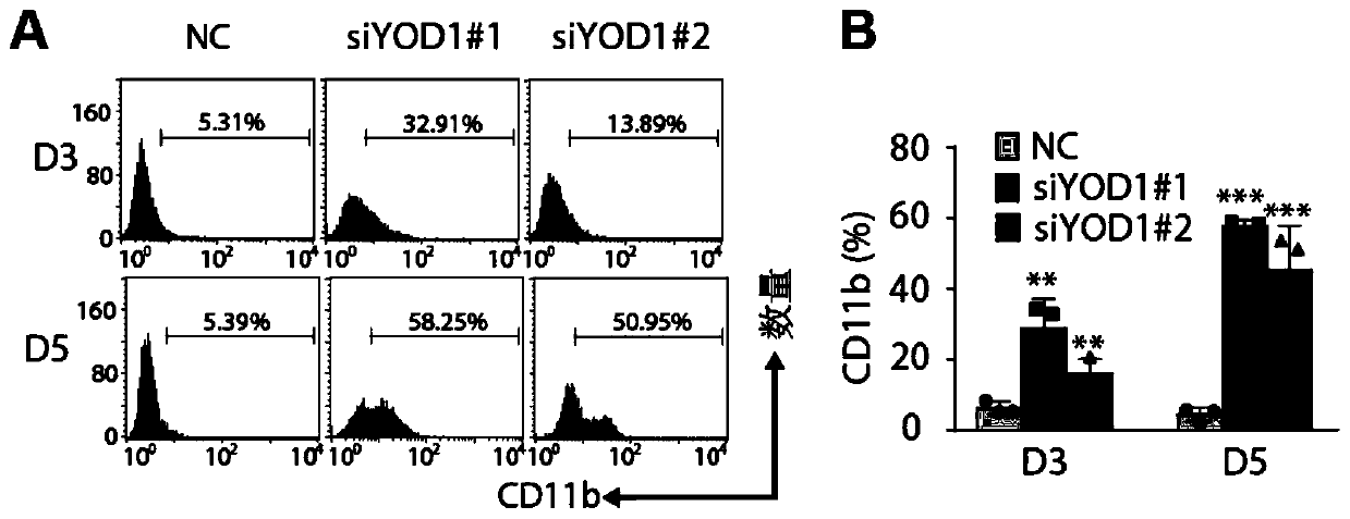 Application of YOD1 gene in preparation of leukemia induced differentiation treatment drug