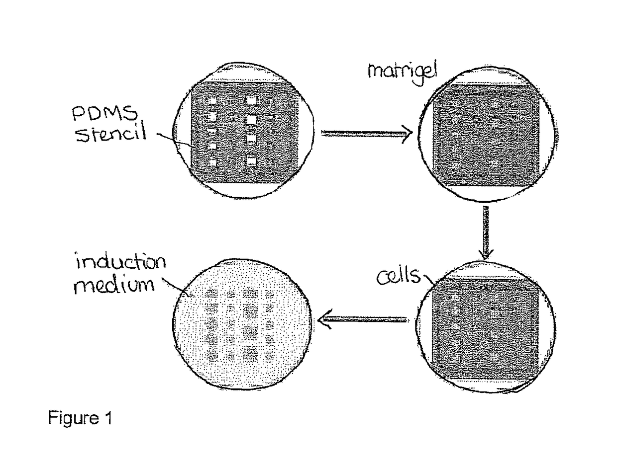 Method and system for in vitro developmental toxicity testing