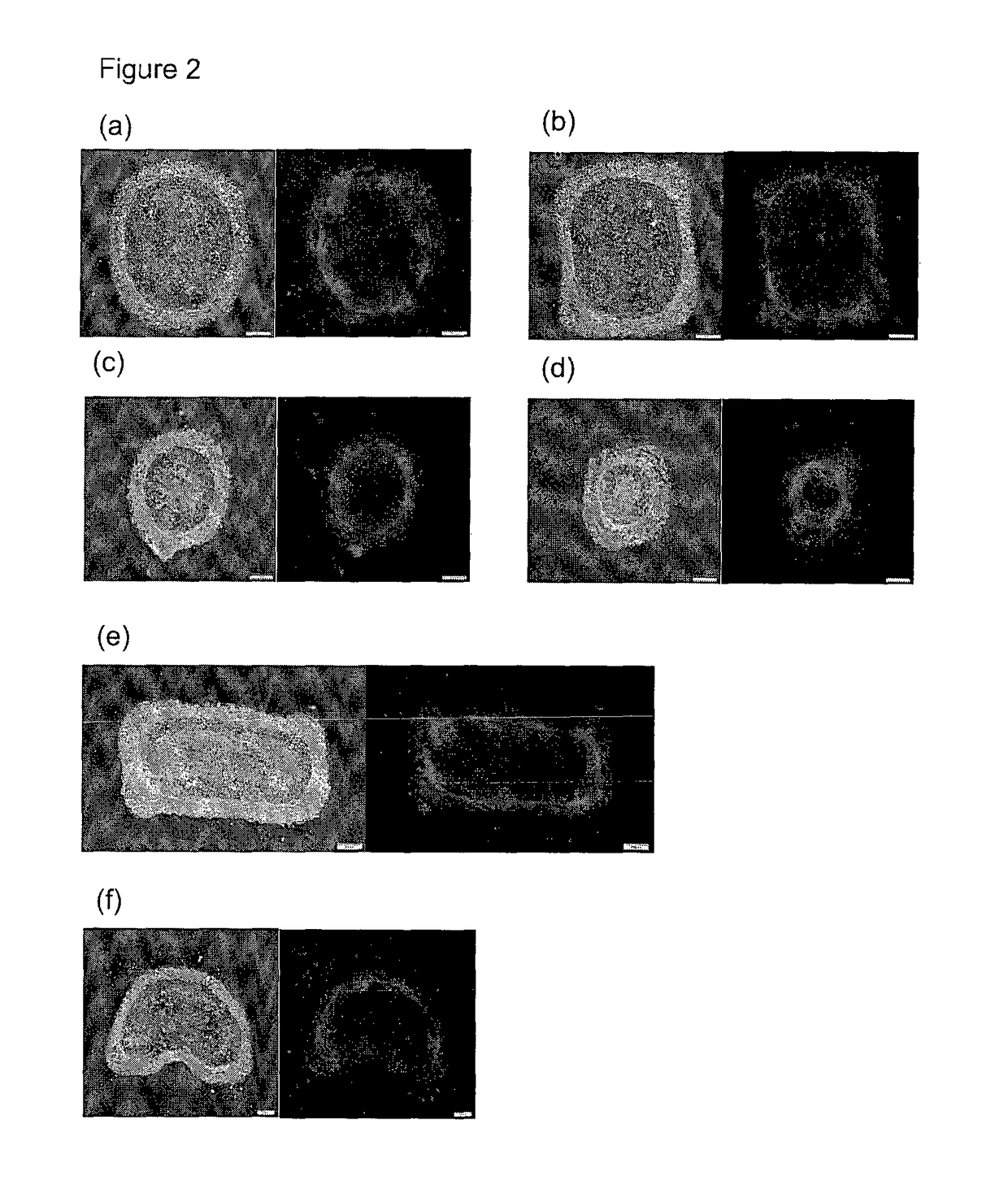 Method and system for in vitro developmental toxicity testing