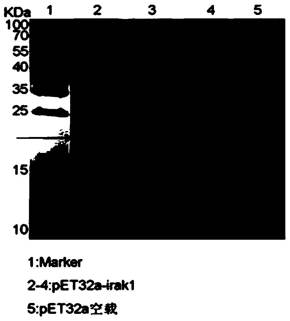 Protein modification method for increasing yield of interleukin 1 receptor related kinase proteins