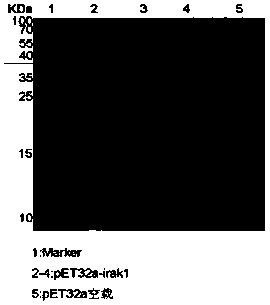 Protein modification method for increasing yield of interleukin 1 receptor related kinase proteins