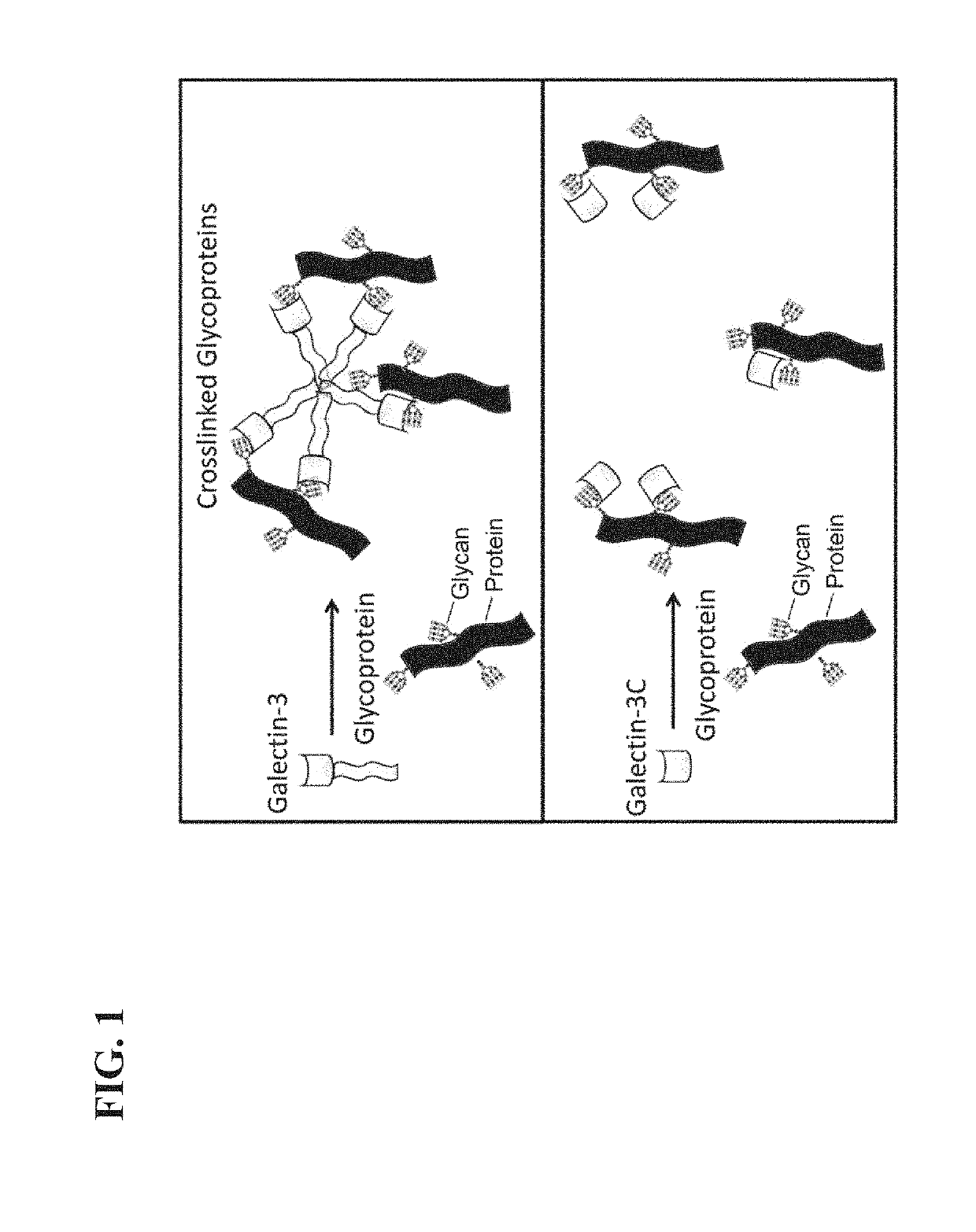 Methods and compositions for preventing and treating damage to the heart